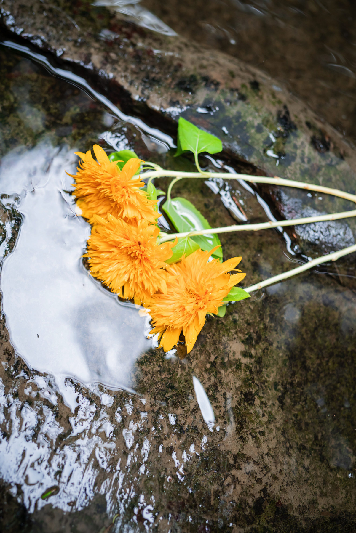 [Suzune Sakura] [C97] Rom cosplay của Mugumoku "Muracolle"