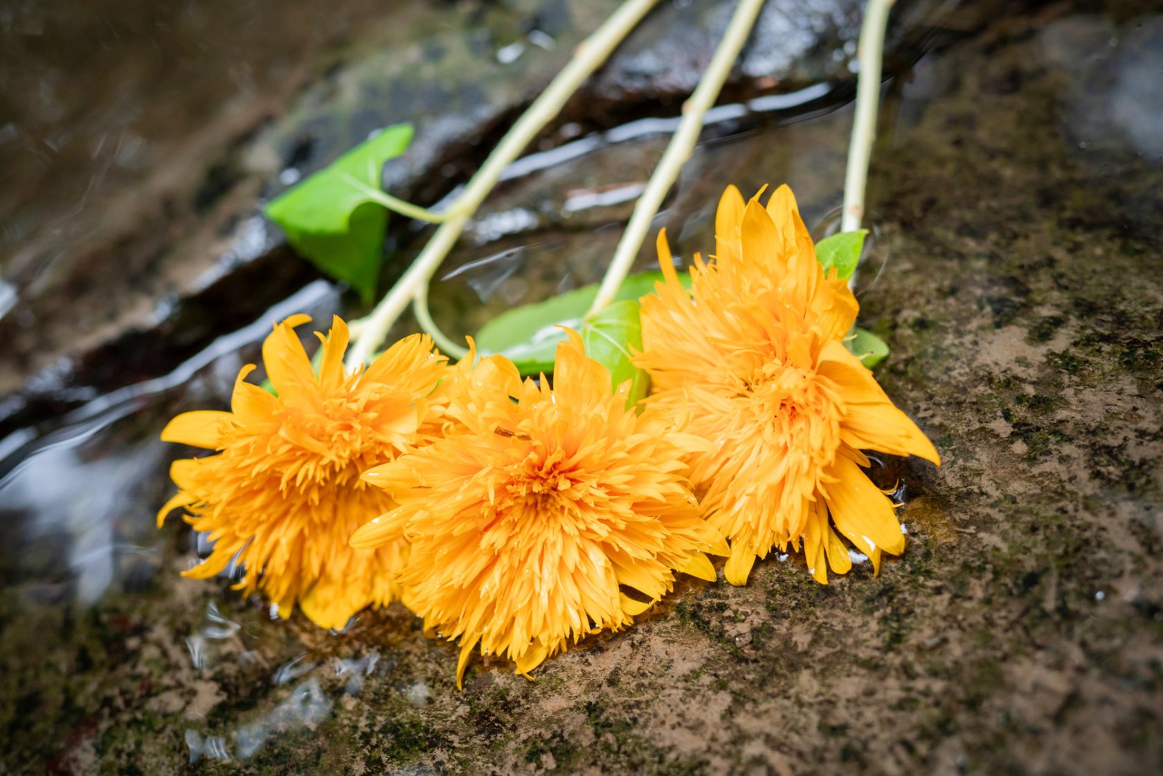 [Suzune Sakura] [C97] Rom cosplay của Mugumoku "Muracolle"