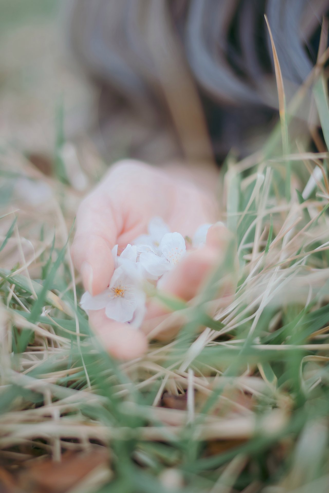 [Ely] Sakura Sakura 2021