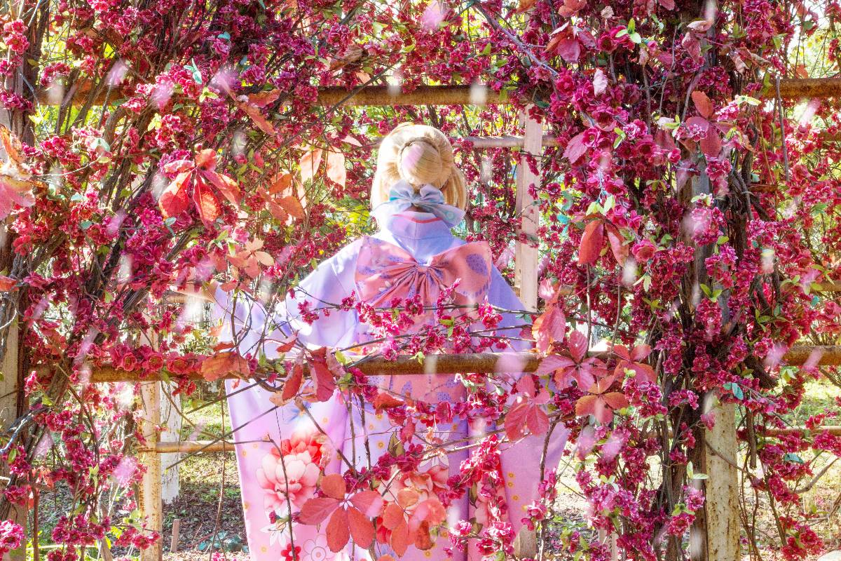 "Số phận ở lại đêm" Saber Sunny. ~ Vua Kimono của tôi bức tranh năm mới