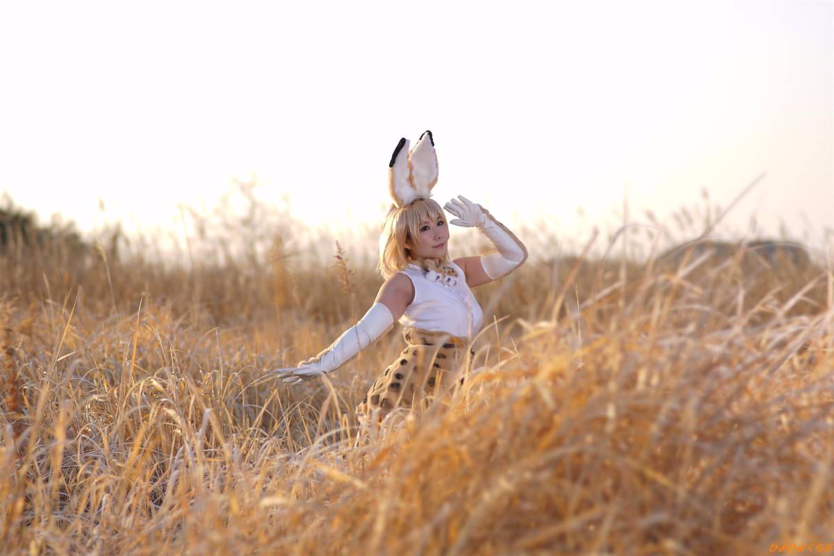 [Hiyohii Love] Bộ sưu tập ảnh của các tư thế khiêu dâm của Serval-Chan