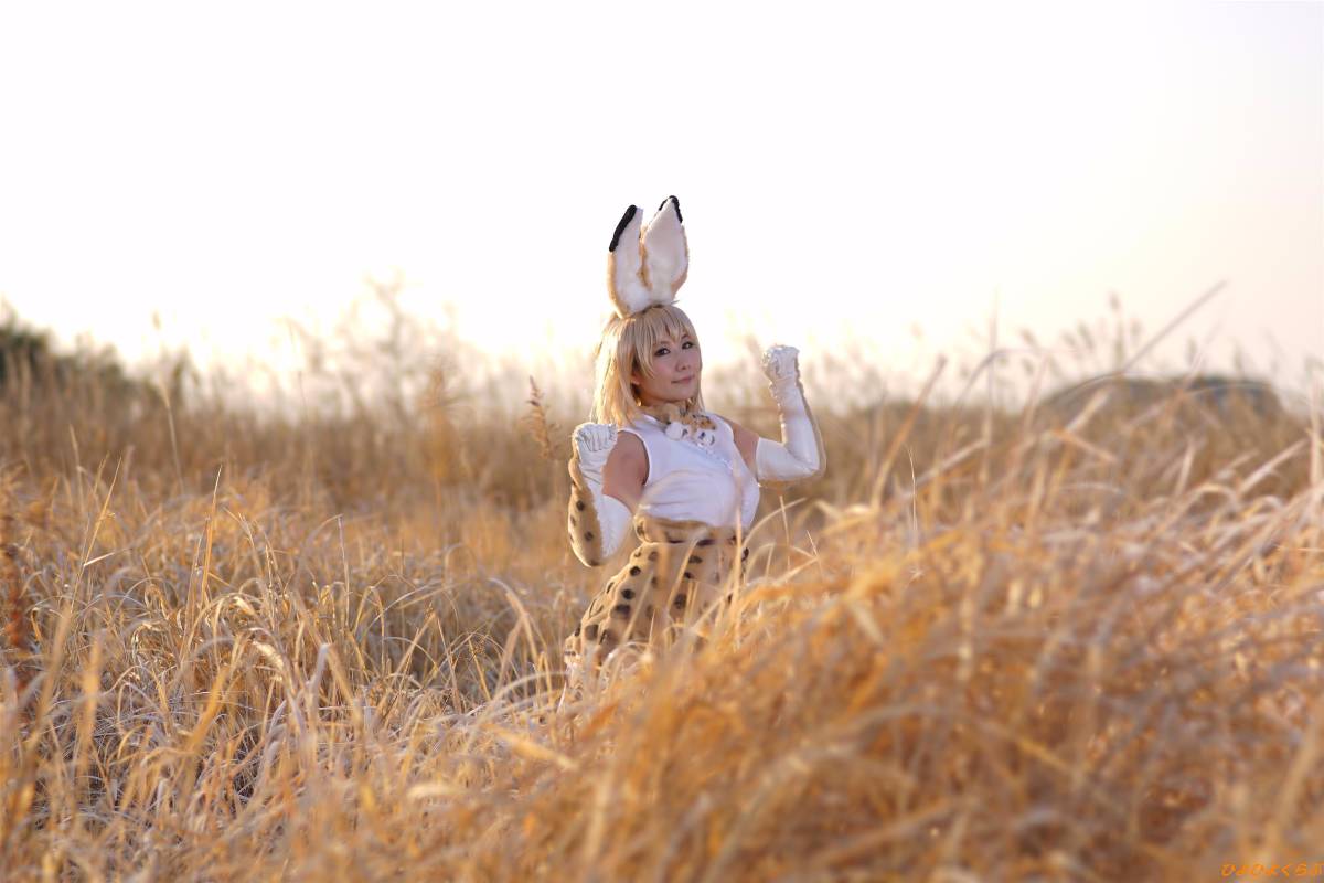 [Hiyohii Love] Bộ sưu tập ảnh của các tư thế khiêu dâm của Serval-Chan