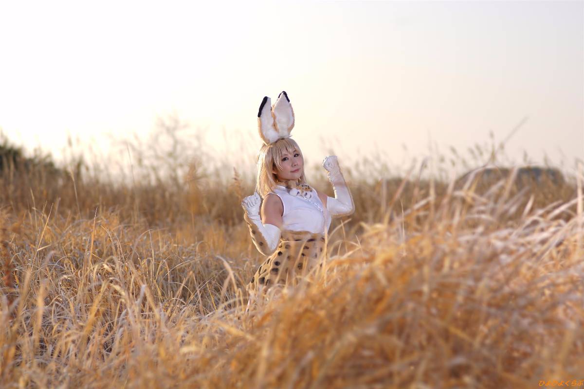 [Hiyohii Love] Bộ sưu tập ảnh của các tư thế khiêu dâm của Serval-Chan