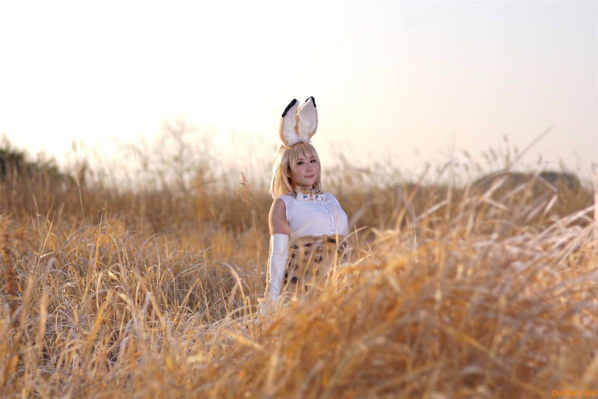 [Hiyohii Love] Bộ sưu tập ảnh của các tư thế khiêu dâm của Serval-Chan