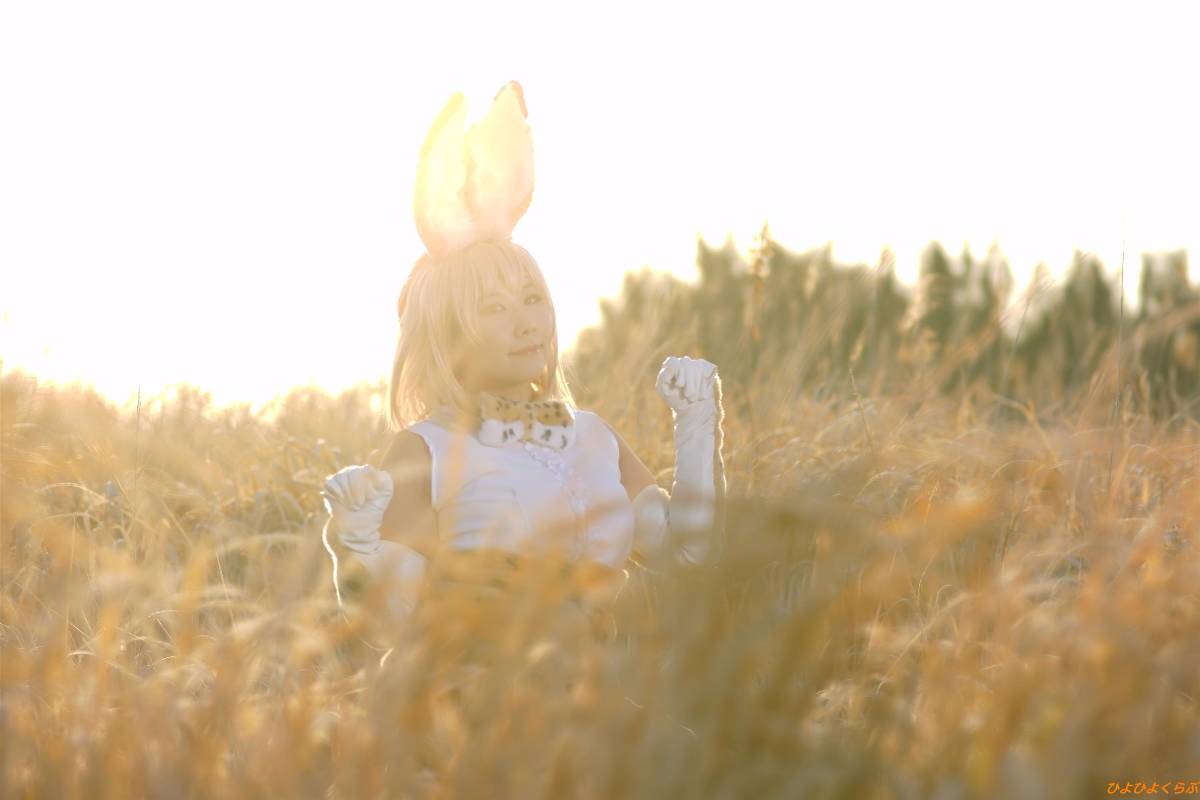 [Hiyohii Love] Bộ sưu tập ảnh của các tư thế khiêu dâm của Serval-Chan