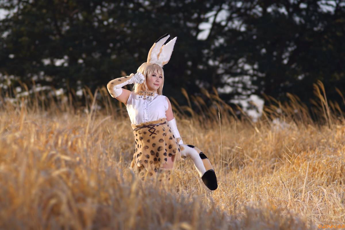 [Hiyohii Love] Bộ sưu tập ảnh của các tư thế khiêu dâm của Serval-Chan