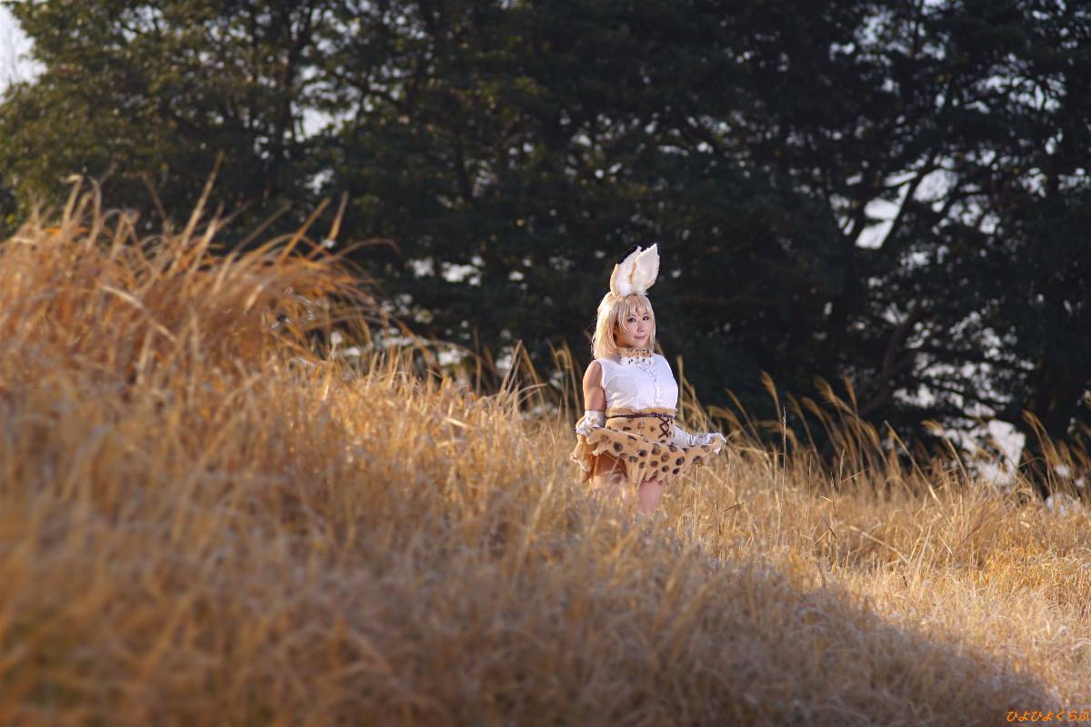 [Hiyohii Love] Bộ sưu tập ảnh của các tư thế khiêu dâm của Serval-Chan