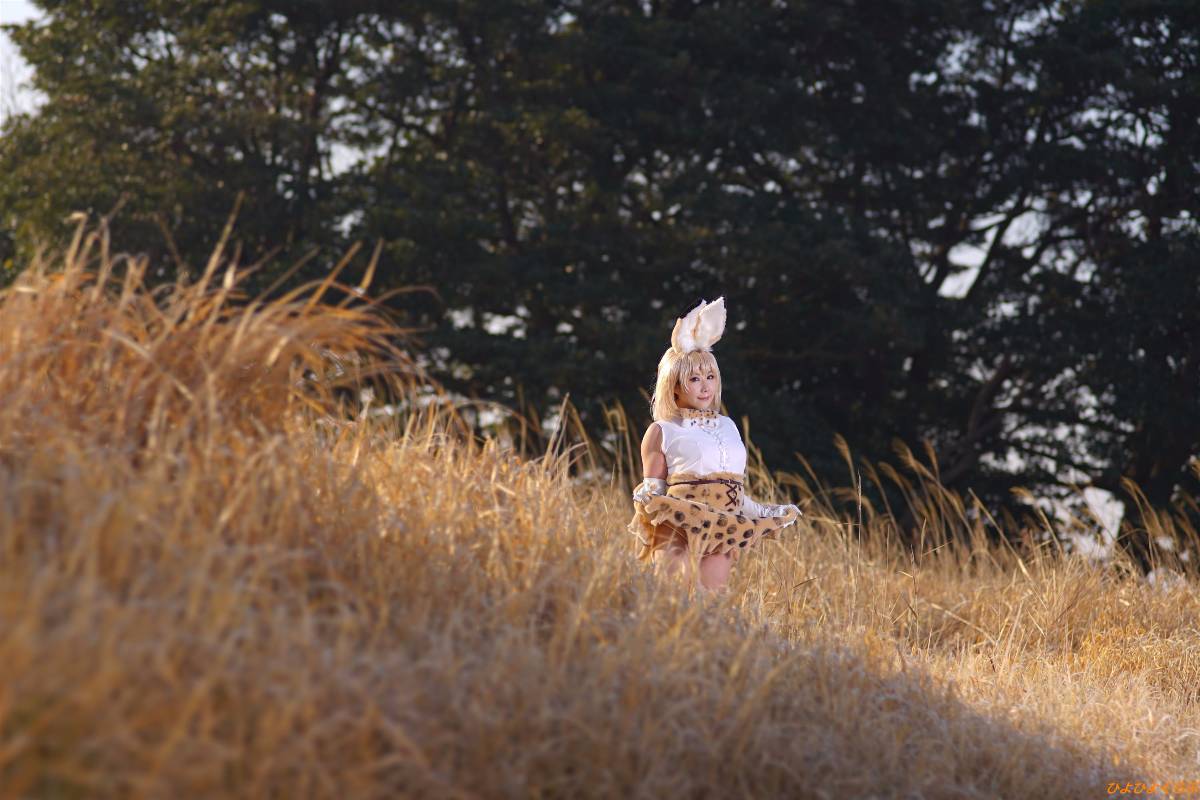 [Hiyohii Love] Bộ sưu tập ảnh của các tư thế khiêu dâm của Serval-Chan