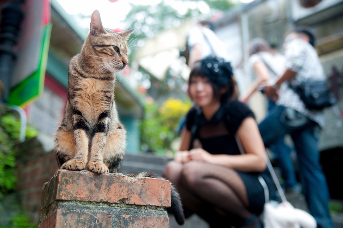 [Merimeri] Ánh sáng xanh