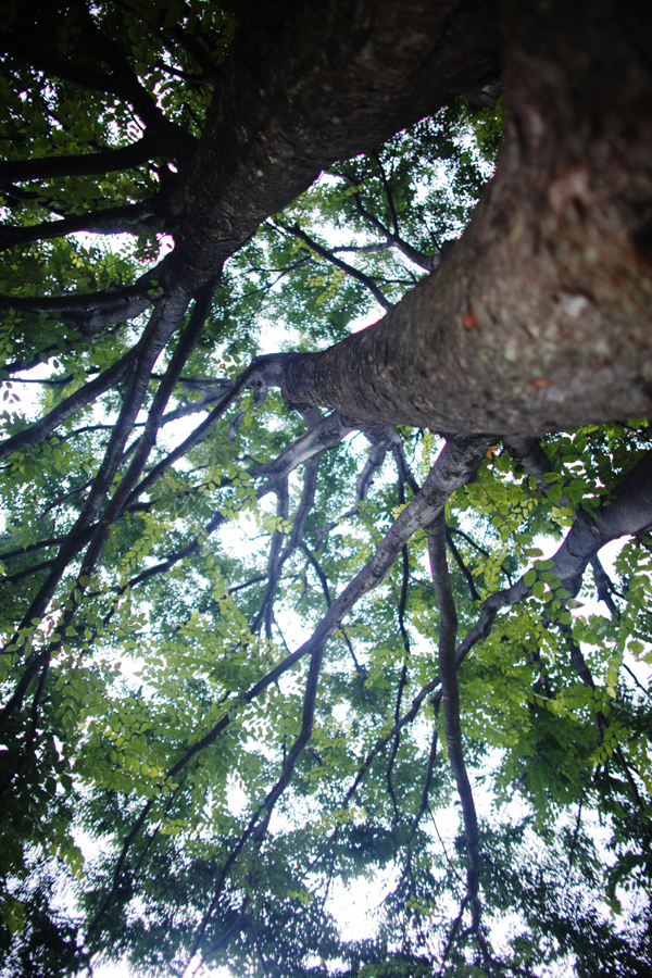 [Sleepyrabbit] Circus Fairy