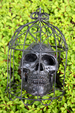 [Bướm ánh trăng]