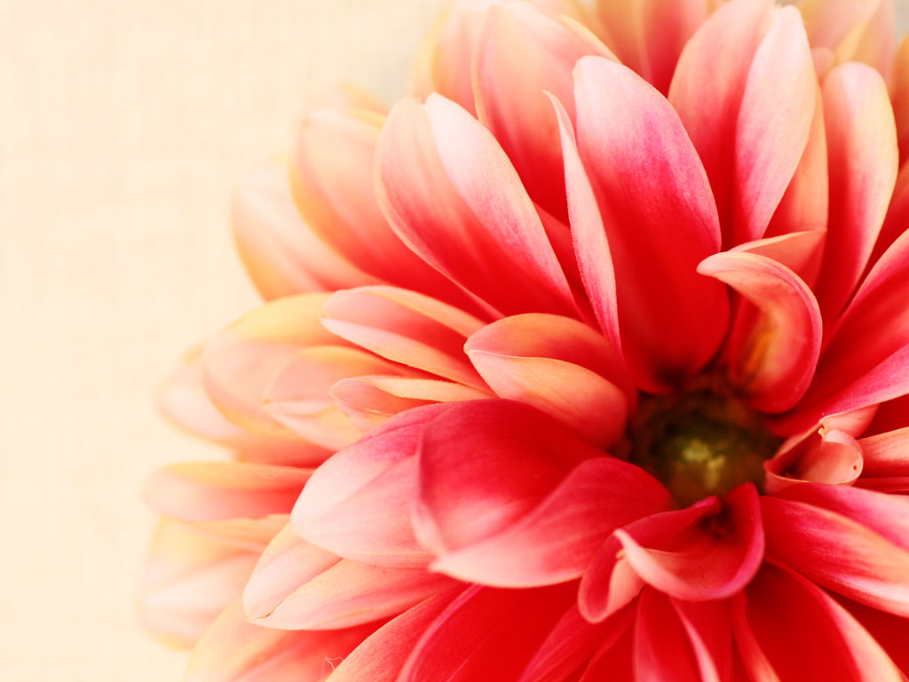 [Bướm ánh trăng]