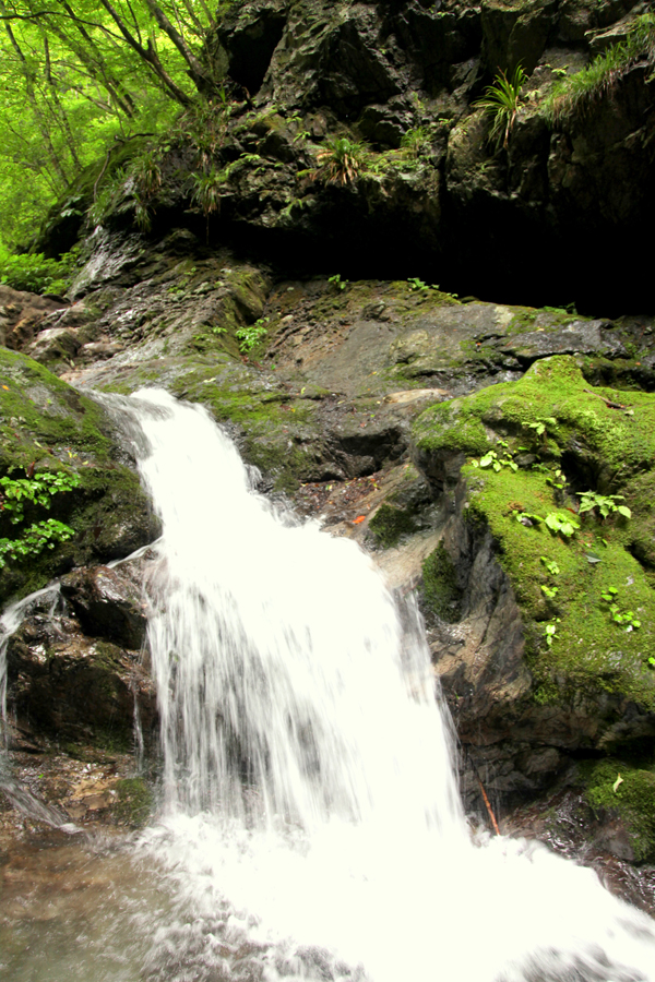 [Mariposa Luz de la Luna] A Moon Night Dancing Red