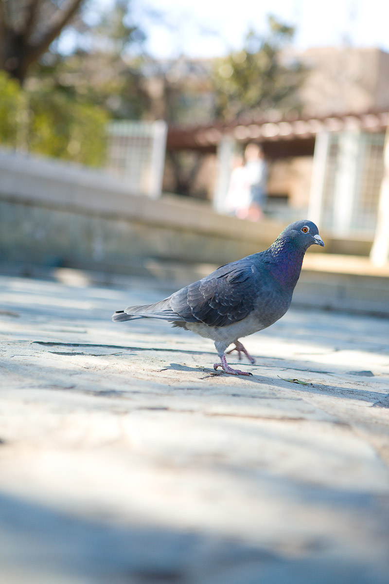 [Jneko Studio] Số 8 Bộ sưu tập của Kaoru 」