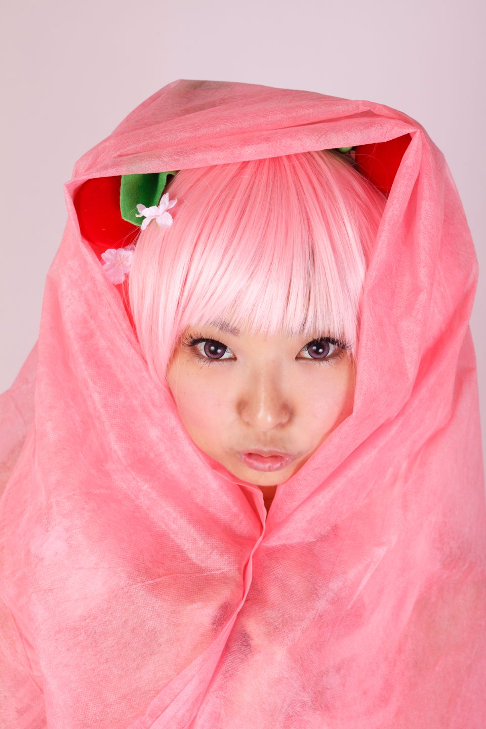 Hoa anh đào tuyết