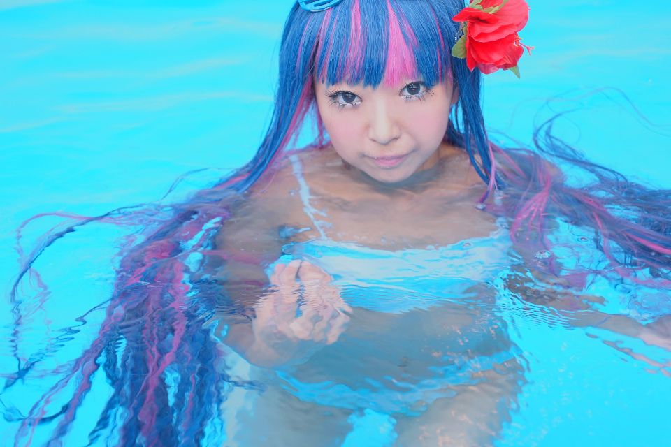 Shimapan và thả giống