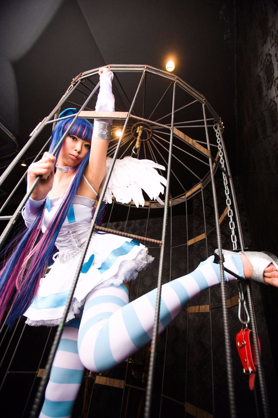 Shimapan và thả giống