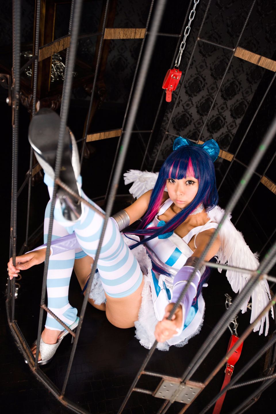 Shimapan và thả giống