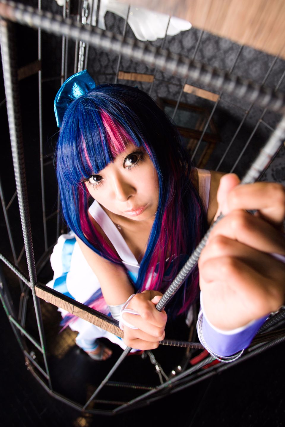 Shimapan và thả giống