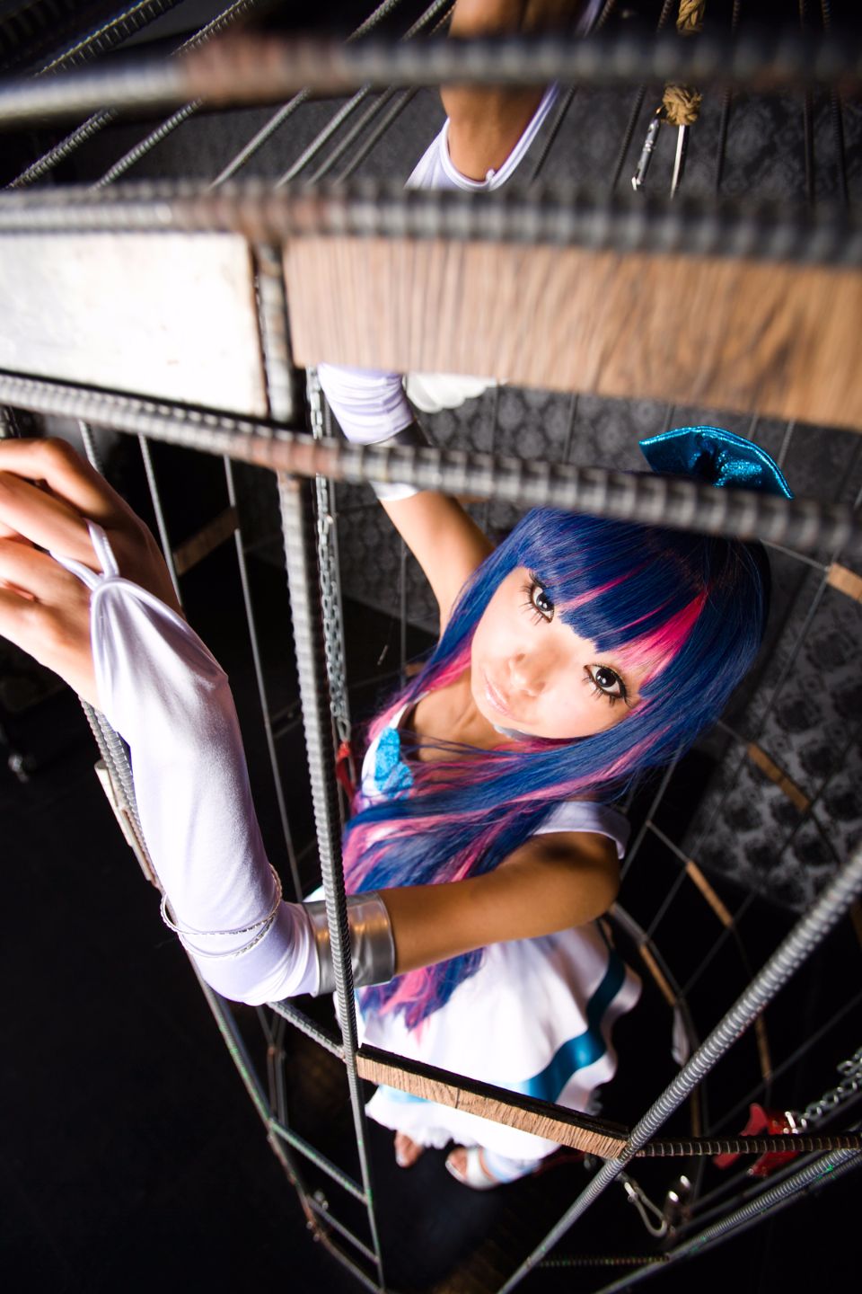 Shimapan và thả giống