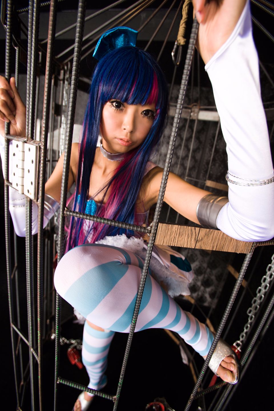 Shimapan và thả giống