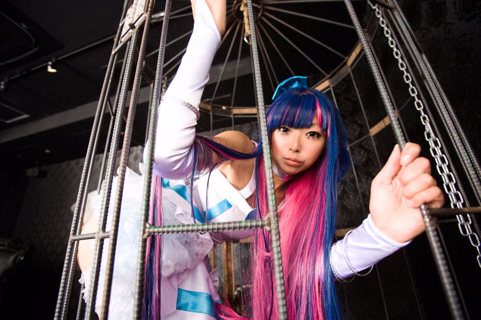 Shimapan và thả giống