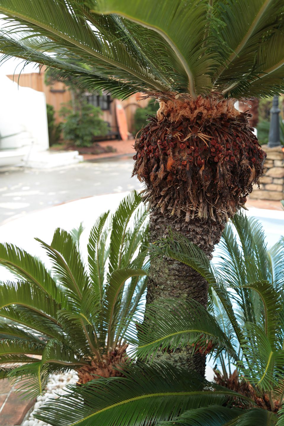 [Kurupika] Academy Academy 2 ~ Cuộc thi áo phông ướt ~