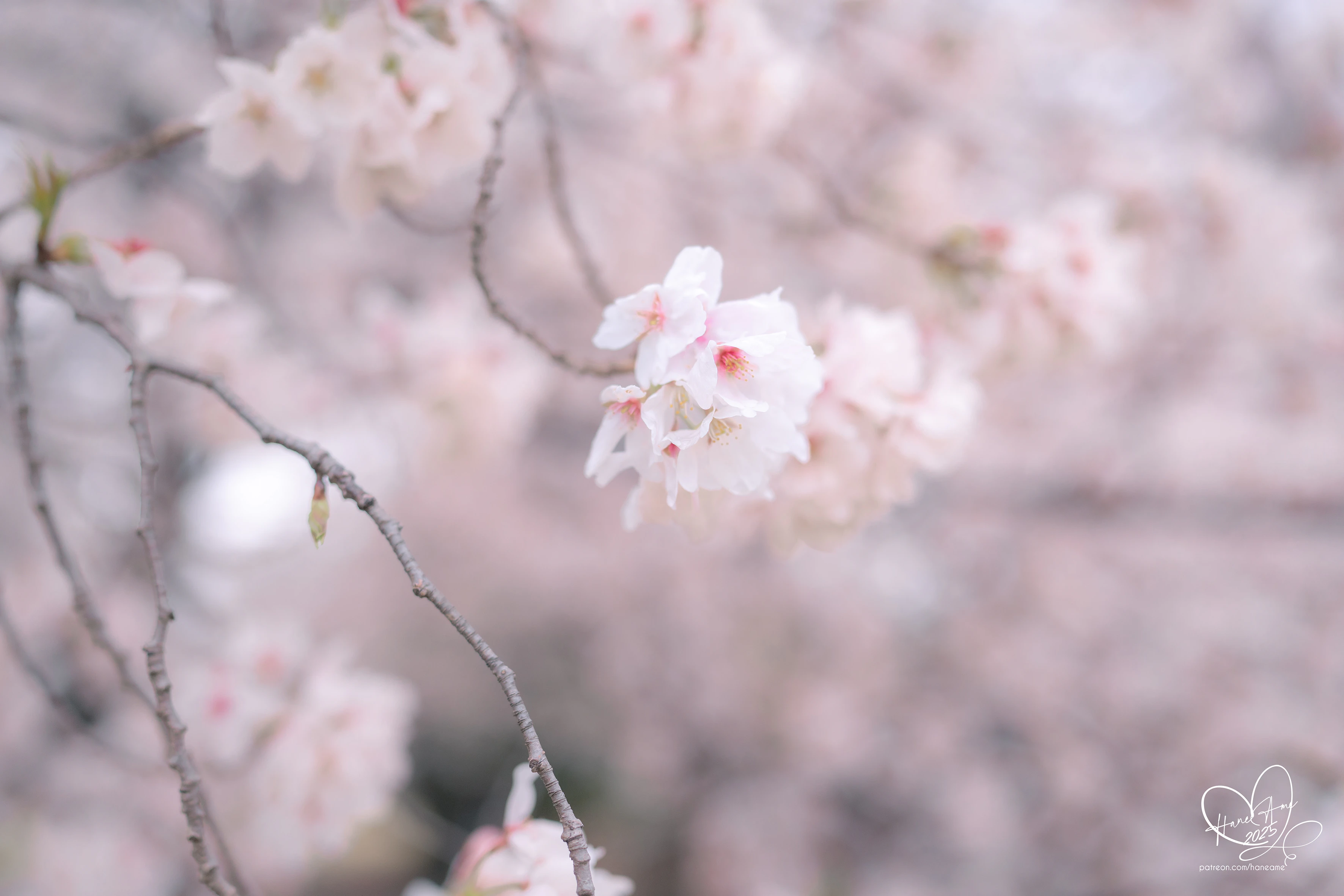 [Haneame Yubo] Cuộc hẹn ban đầu dưới thời Yuying