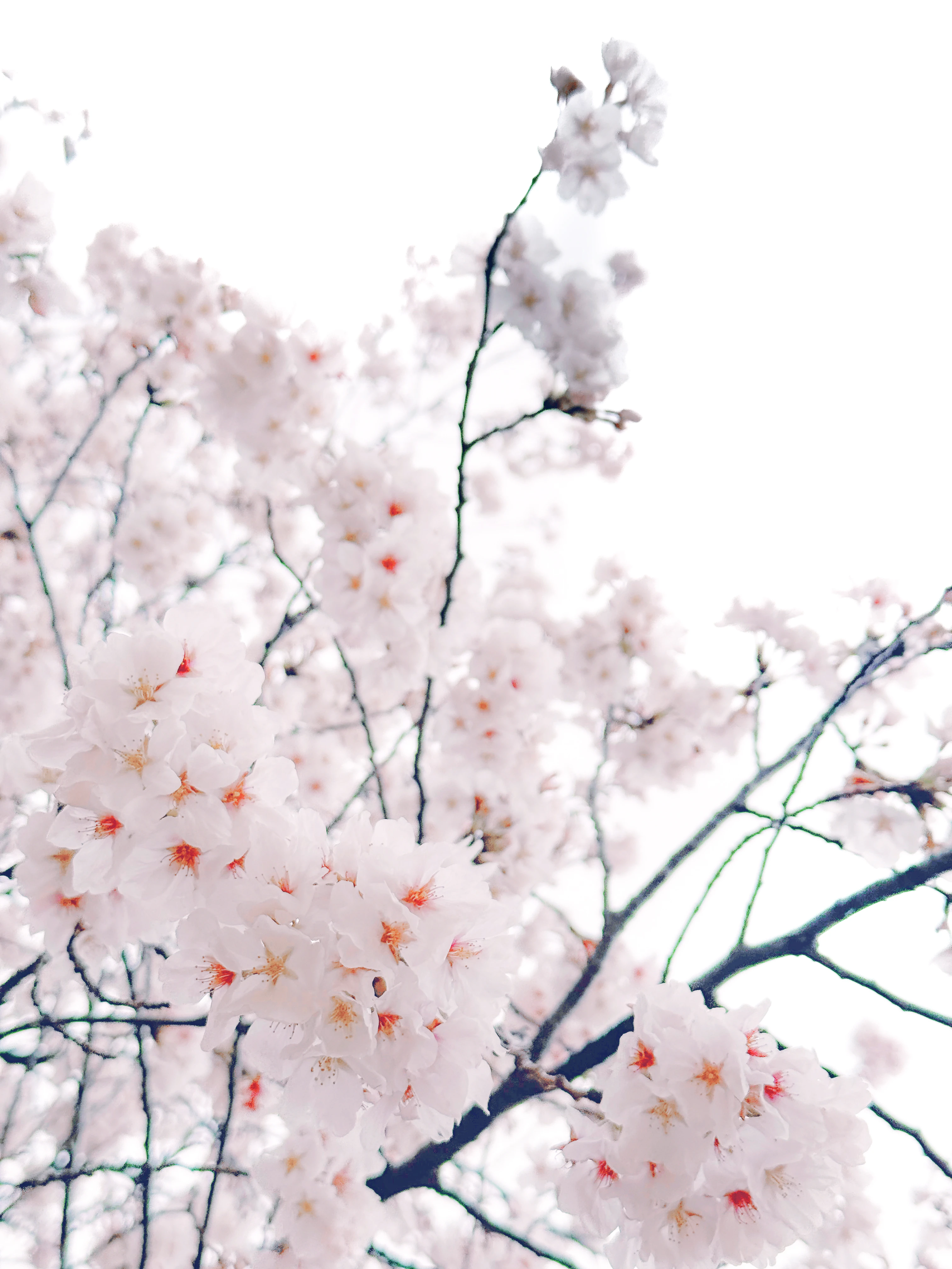 [Haneame Yubo] Cuộc hẹn ban đầu dưới thời Yuying