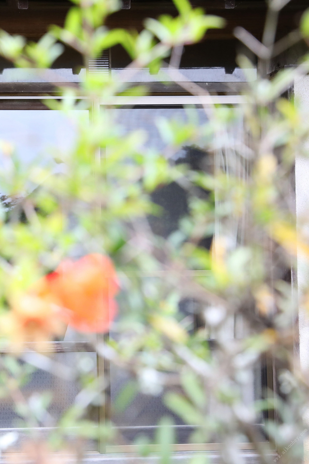 Tổng hợp kho lưu trữ quý giá của Aya Kawasaki Sách ảnh kỹ thuật số PREMIUM